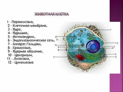 Лизосомы центриоли