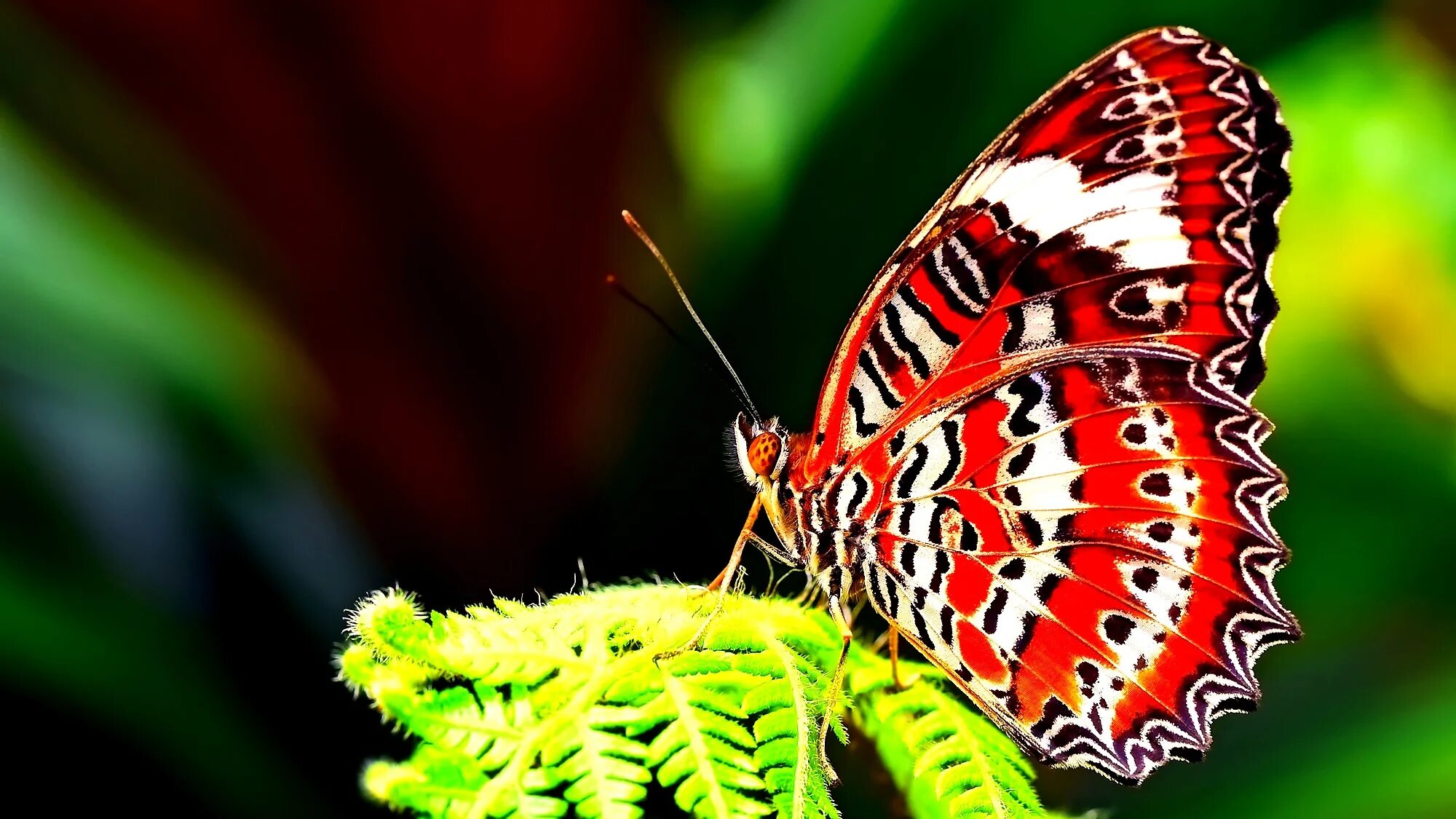 Сделай пестрых. Бабочки. Красивые бабочки. Бабочки картинки. Красивые большие бабочки.