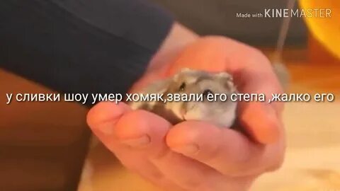Сливки шоу хомяка
