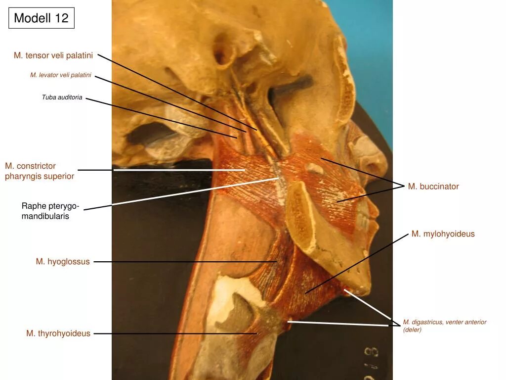 Tensor veli. Мускулюс тензор вели палатини. musculus tensor veli palatini.