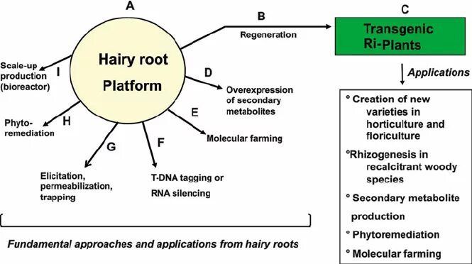 Hairy 2. Hairy roots биореактор. Biohydrometallurgy. Система hairy roots. Agrobacterium Rhizogenes hairy root.