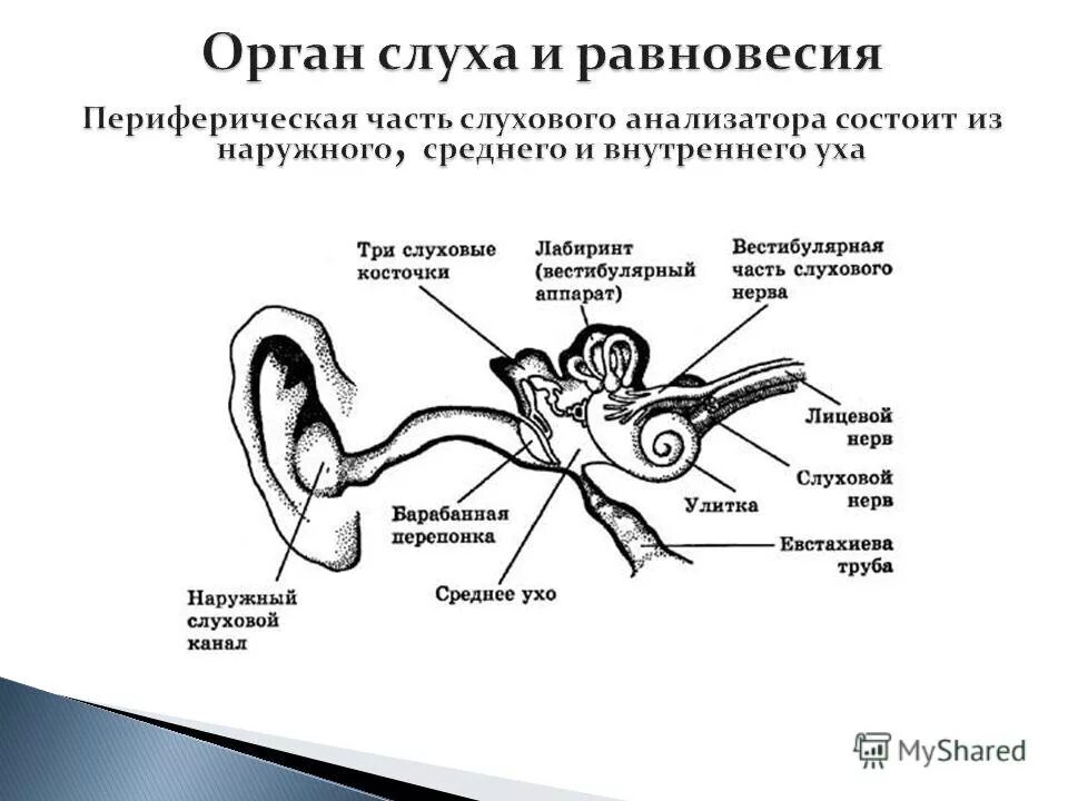 Строение органа слуха и равновесия анатомия. Схема строение анализатора слуха. Схема строения слухового анализатора анатомия. Строение периферического отдела слухового анализатора схема.