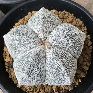 Materializmus Összerakni Jobb astrophytum myriostigma onzuka Karó Az igazsághoz 