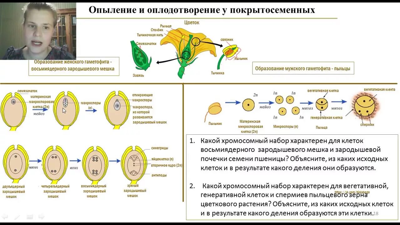 Цикл развития покрытосеменных схема. Жизненный цикл покрытосеменных ЕГЭ. Жизненный цикл цветковых растений схема. Жизненный цикл покрытосеменных растений схема.