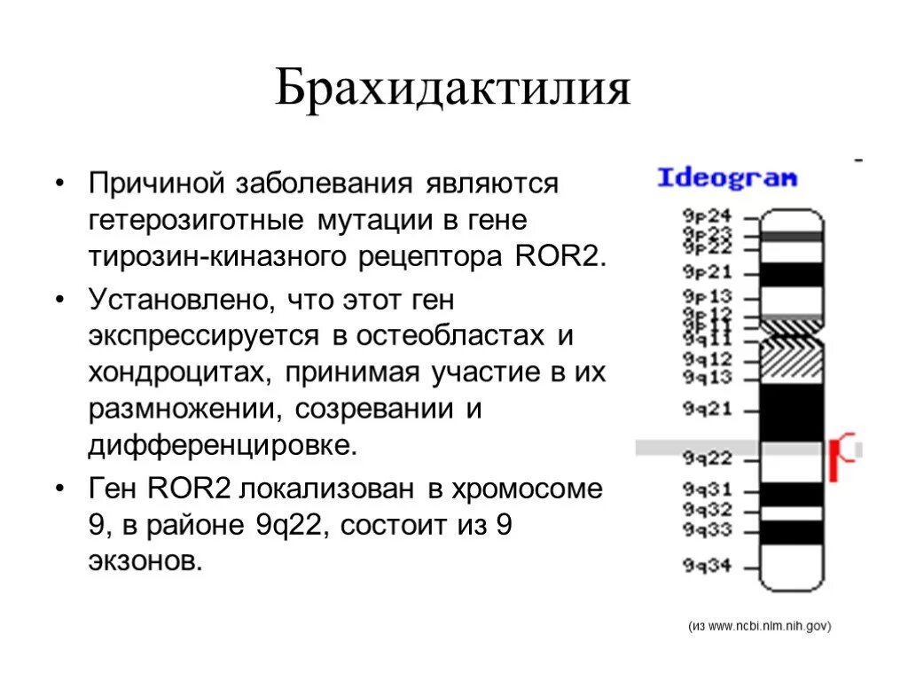 Гомозиготные и гетерозиготные организмы это. Гетерозиготная особь. Гемизиготный оргагизм это. Тромбофилия мутация лейдена. Гомозиготное состояние мутаций.