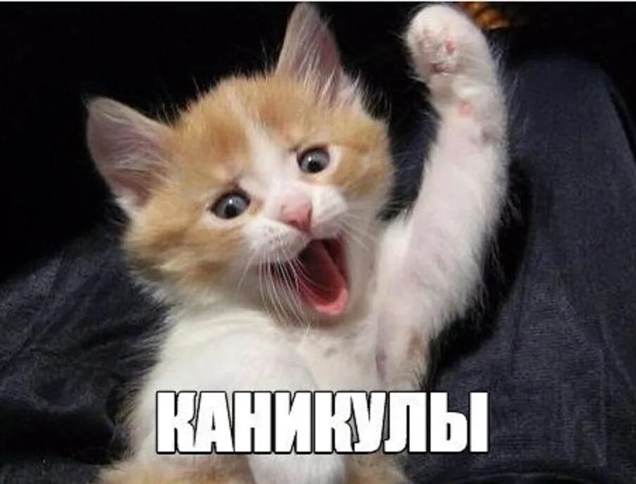 Фотки ну. Кошка ладно. Кот отдельно от всех. Ураааааааааааааа. Они меня тискать будут.