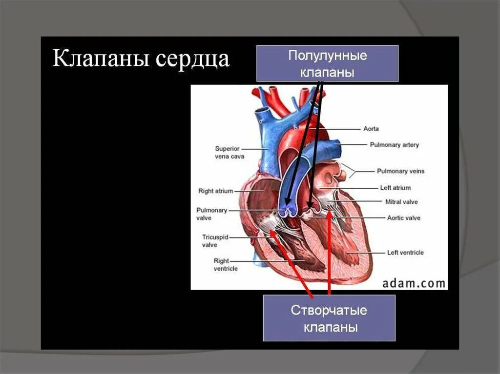 Что делают сердечные клапаны. Сердце полулунные клапаны анатомия. строение створчатых клапанов сердца. полулунный клапан строение. клапаны сердца человека анатомия.
