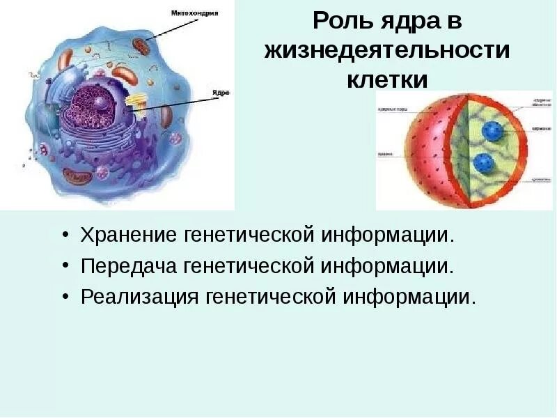 Наследственная информация ядра