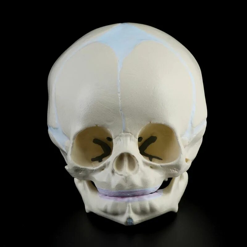 Детский череп фото. Модель черепа. Анатомическая модель детского черепа. Человеческий череп детский.