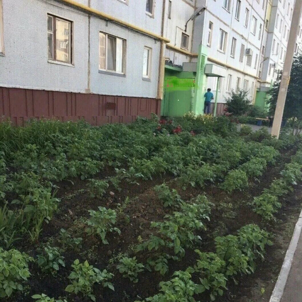 Дерево посадим под окном вырастет