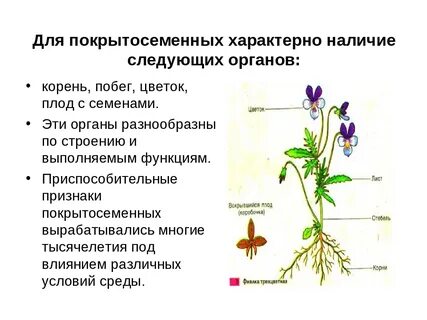 Схема органы покрытосеменных