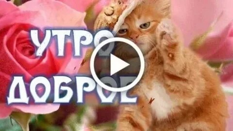 Тик ток пожелания с добрым днем