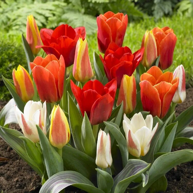Сайт tulip