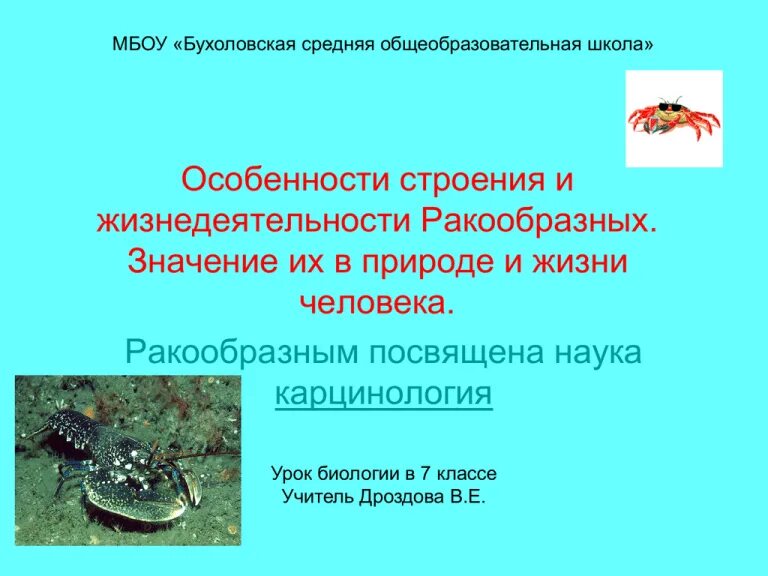 Ракообразные это 3 класс. Ракообразные это 3 класс