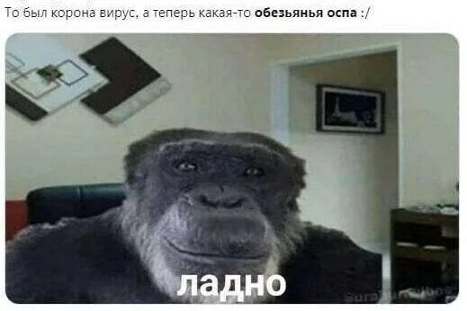 Мем обезьяны дайте мне Картинка с обезьянами дайте мне спокойно умереть фото