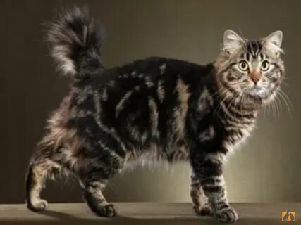 American bobtail