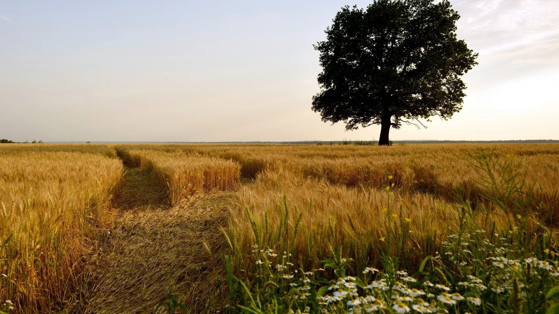 Рязань поля пшеницы. Нива дерево. Что напоминает поле. Что напоминает поле. Ростовская область хлебные поля.