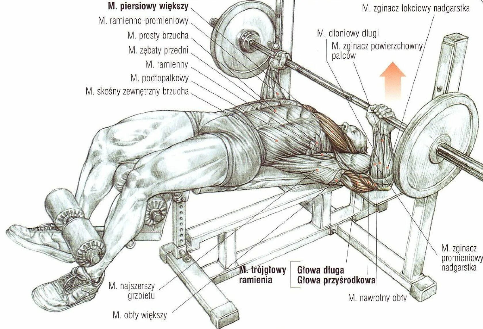 Анатомия упражнений жим штанги лежа. Жим лежа на наклонной скамье со штангой техника выполнения. Жим штанги лежа схема. Жим штанги лежа на грудные мышцы. Упражнения для жима лежа