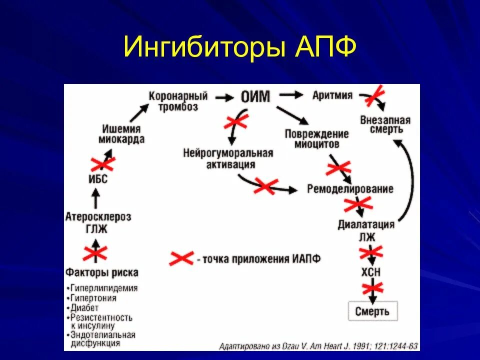 Ингибиторы апф поколения препаратов. Ингибиторы ангиотензин-превращающего фермента (ИАПФ). Блокаторы АПФ механизм действия. Липофильные ИАПФ классификация. Ингибитор АКПП.