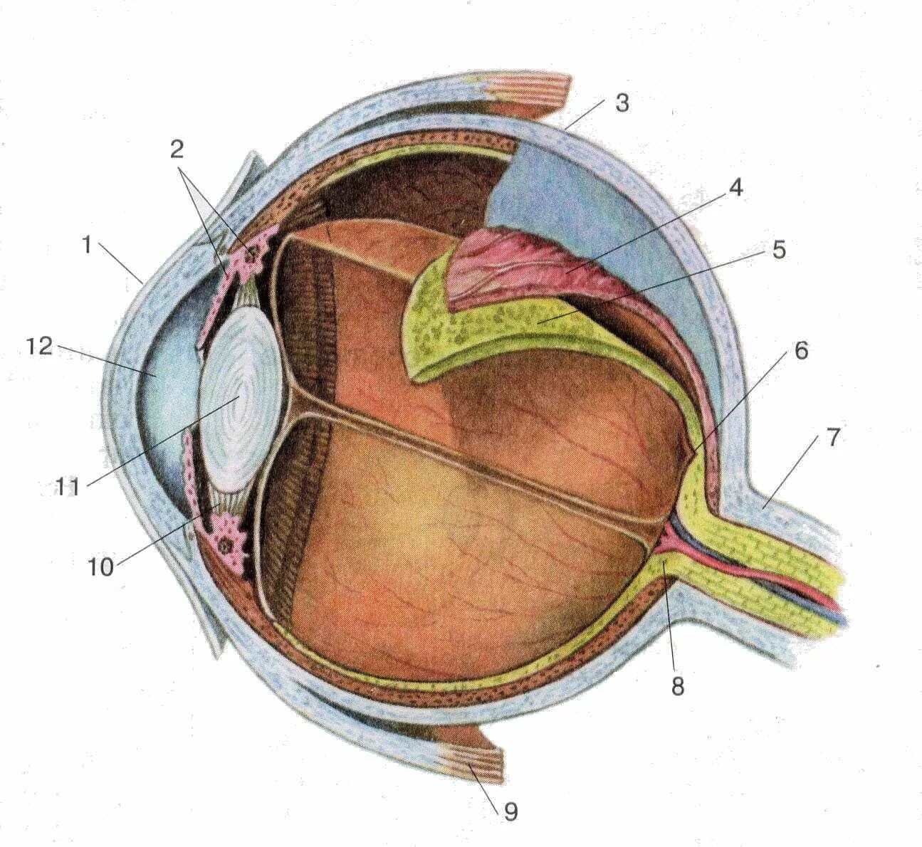 Назовите органы зрения. Строение зрительного анализатора глазное яблоко. Строение глазного яблока биология 8 класс. Строение глазного яблока биология 8 кл. Орган зрения глазное яблоко анатомия.