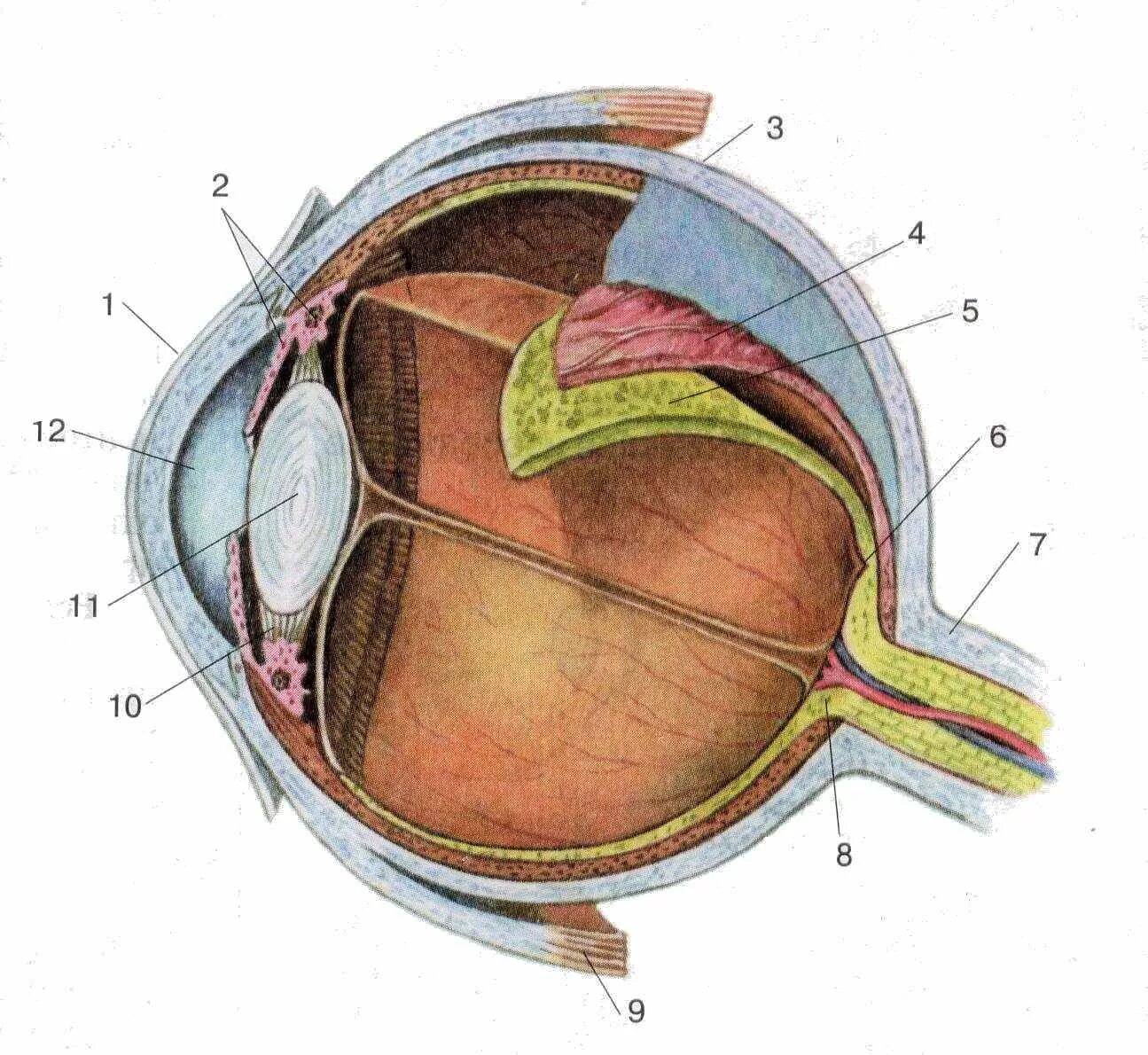 Где в органе зрения находится желтое. Строение зрительного анализатора глазное яблоко. Строение глазного яблока биология 8 класс. Строение глазного яблока биология 8 кл. Орган зрения глазное яблоко анатомия.