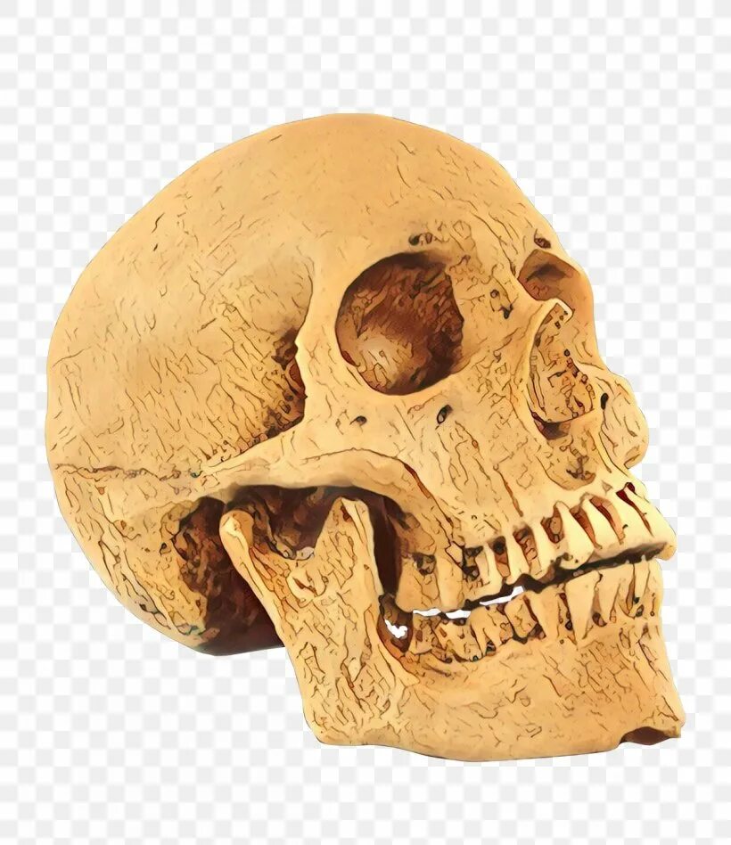 Кость черепа. Скелет с косточкой на голове. Bone head