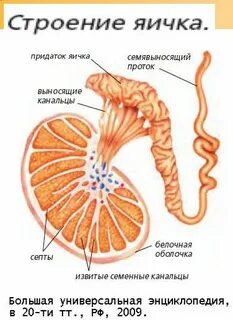 Аяқ киімдегі сперматозоидтардың фотосы