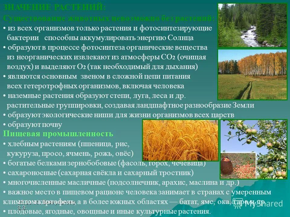Расскажите о значении растений. Значение растений. значение растений в природе. растения в экономике. роль зеленых растений в обеспечении энергией живых организмов.