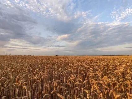 Russian field