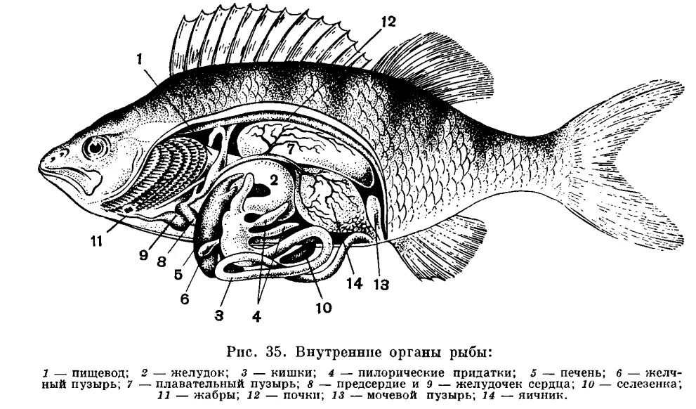 Плавательный пузырь щуки. Пилорические придатки у рыбы. Пилорические придатки у рыб схема. Пилорические придатки костных рыб. Внутреннее строение костной рыбы.