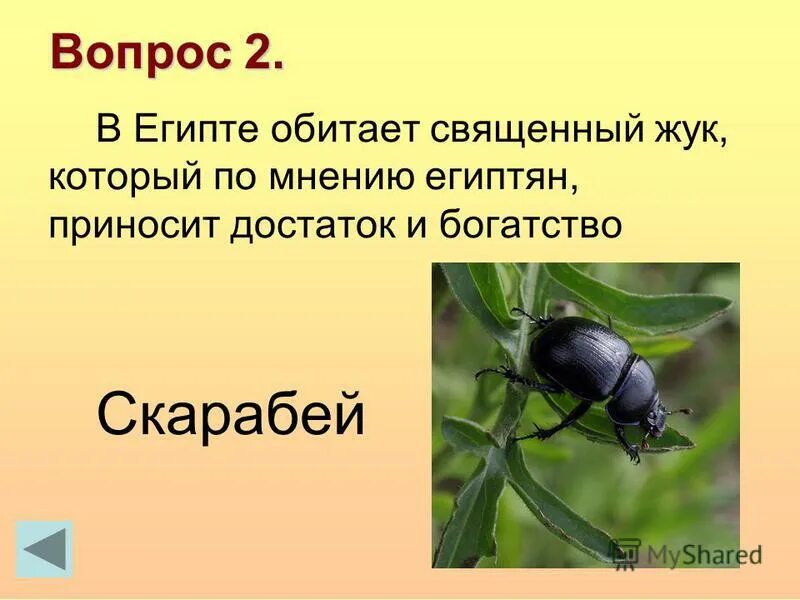 священный жук египтян 8 букв. жук скарабей в древнем египте. скарабей жук плотоядный египет. пектораль древнего египта со скарабеем. священный жук египтян 8 букв.