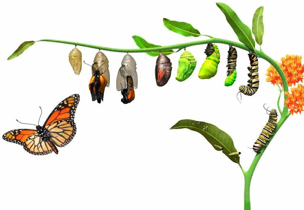 Стадия жизни насекомого. Жизненный цикл бабочки Махаон. Этапы превращения гусеницы в бабочку. Гусеница куколка бабочка процесс. Цикл гусеница бабочка.