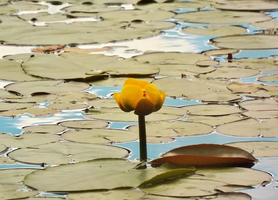 Листья желтые в пруду. Желтые цветы на воде. Водные цветковые растения. Вода цветет. Растение на воде желтый цветок.