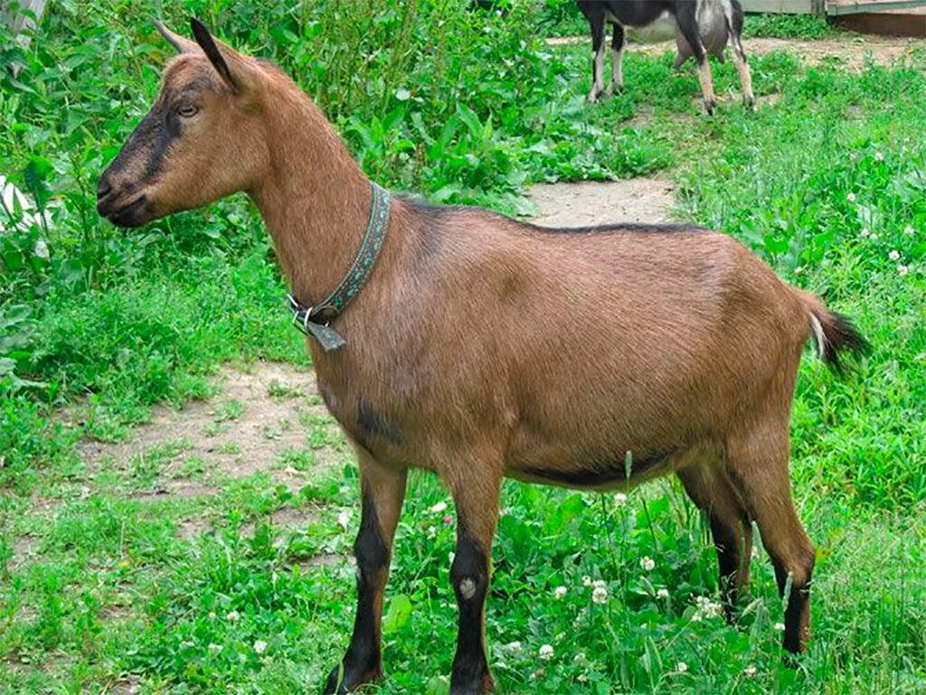 Чешская бурая коза. Козлята чешской породы. Чешская бурая коза. Чешская бурая коза безрогая. Чешская бурая коза.