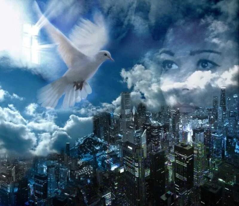Мир над головой. Голуби в небе. Голубь в небесах. Белый голубь над городом. Голуби над городом.