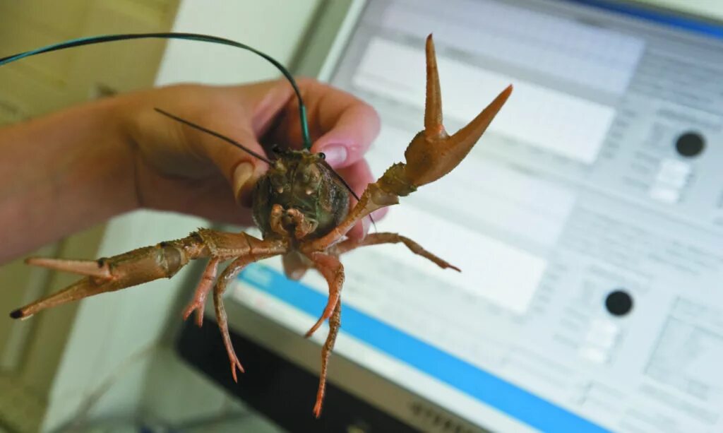 Биомониторинг. Ракообразные очищают воду. Где работать раку. Улитка биоиндикаторы. Рачьи профессии.