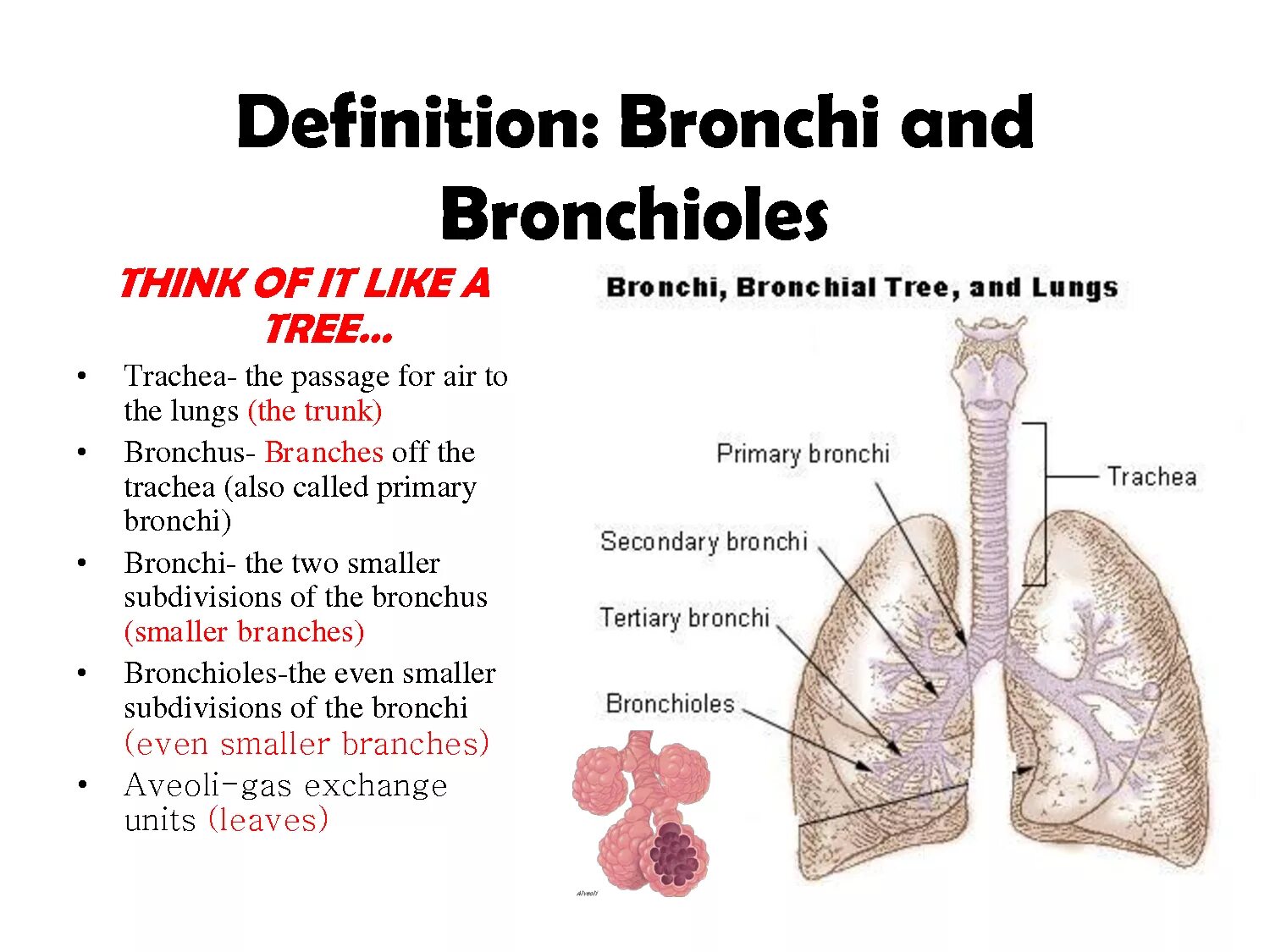 Bronchi and bronchioles. Bronchi lobares анатомия. Трахея. Bronchi Anatomy.