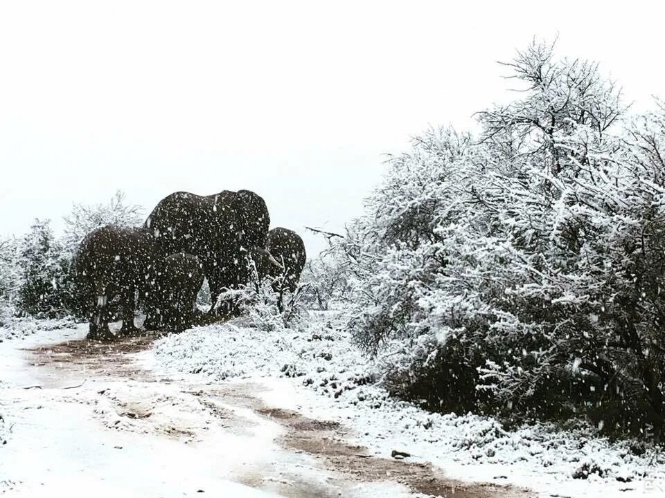 Snow in africa. Снег в юар. Snow in africa. Снег в пустыне сахара 2021. Snow in africa.