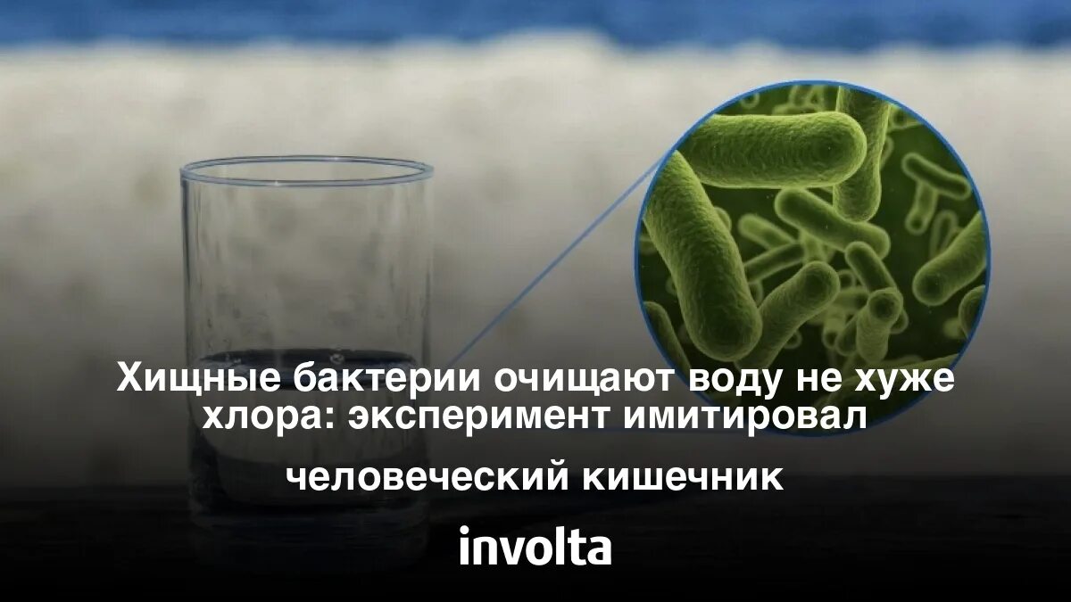 Бактерии очищающие воду. Очищение воды бактериями. Удивительные способности бактерий.