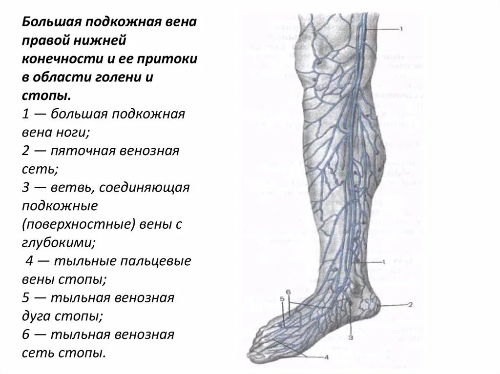 Карта вен нижних конечностей. Подкожная Вена нижней конечности анатомия. Большая подкожная Вена ноги (Vena saphena Magna). Большая подкожная Вена нижней конечности анатомия. Основные поверхностные вены нижней конечности.