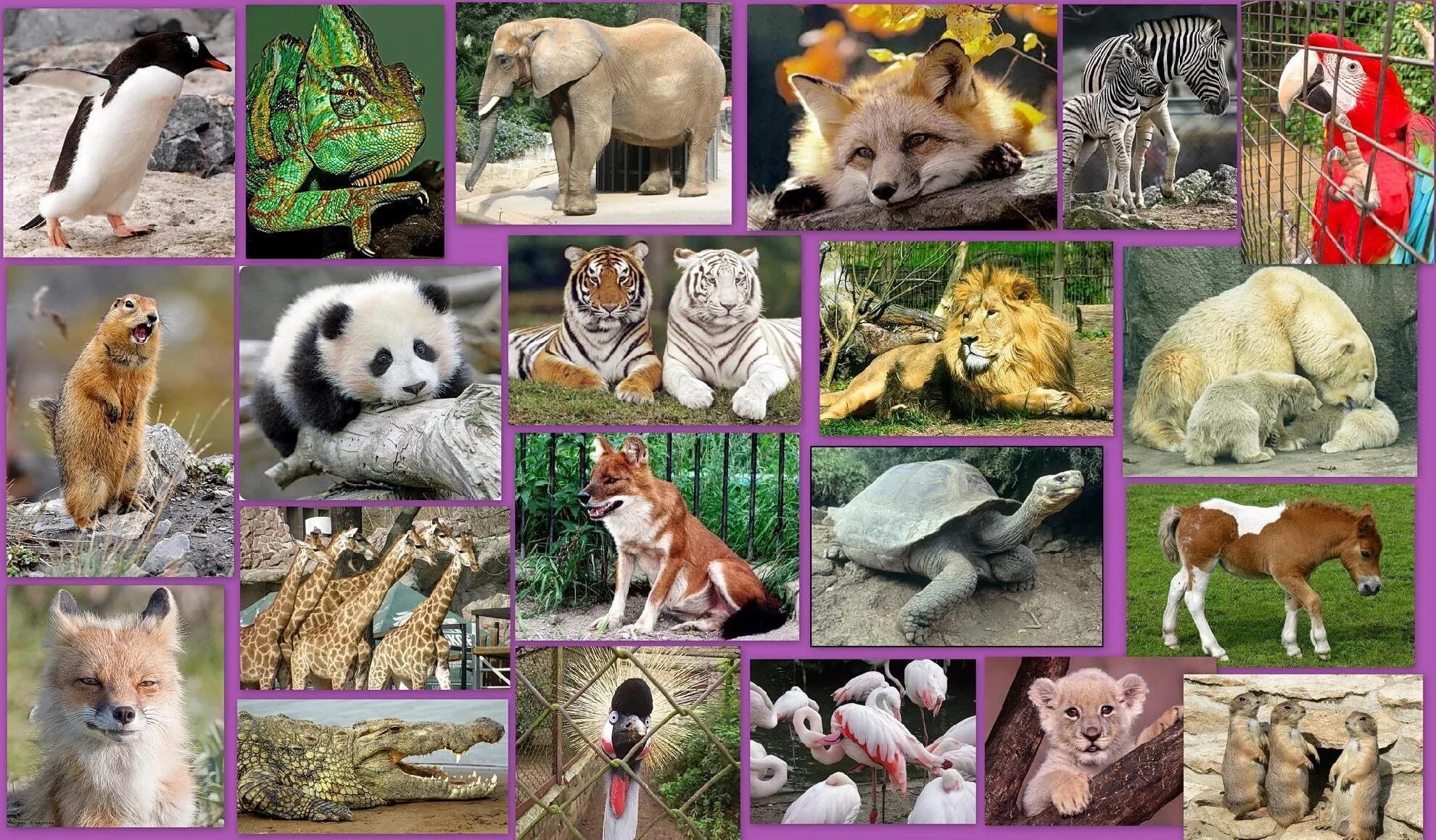 Какие домашние млекопитающие. Коллаж с животными. Много животных на одной картинке. Млекопитающие коллаж. Коллаж из фотографий животных.