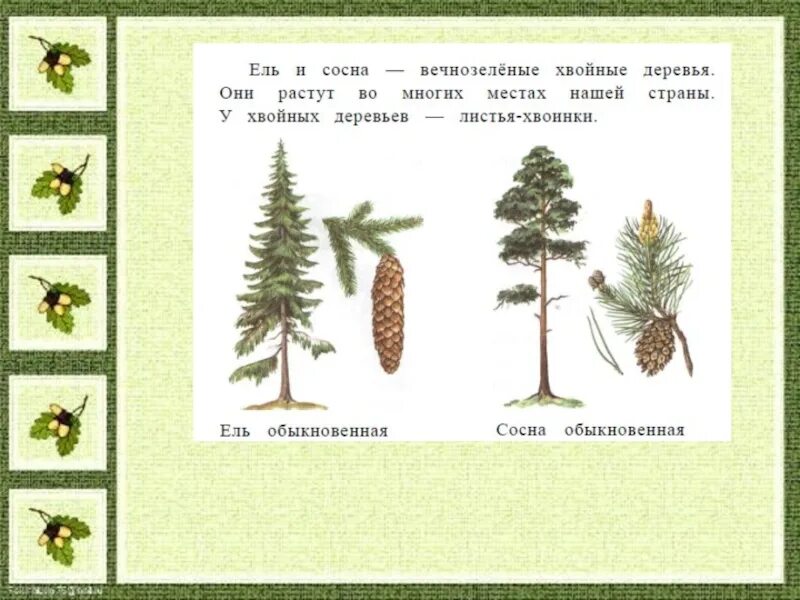 Ель хвойное дуб. Хвойные деревья задания для дошкольников. Хвойные деревья названия для детей. Хвойные деревья названия для детей 1 класса. Хвойные деревья окружающий мир.