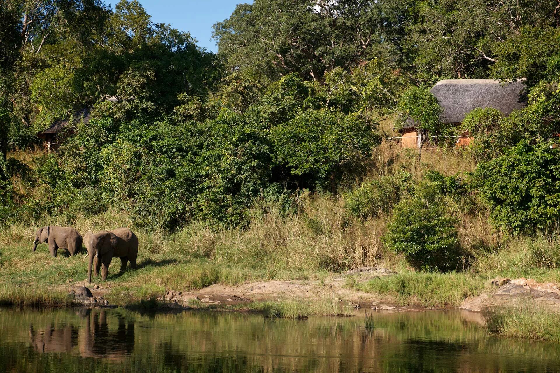 Elephant river. Малави горный заповедник Нхотакота. Чилва Малави. Wildlife Reserve. Коллекция Wild Life , Lodge.