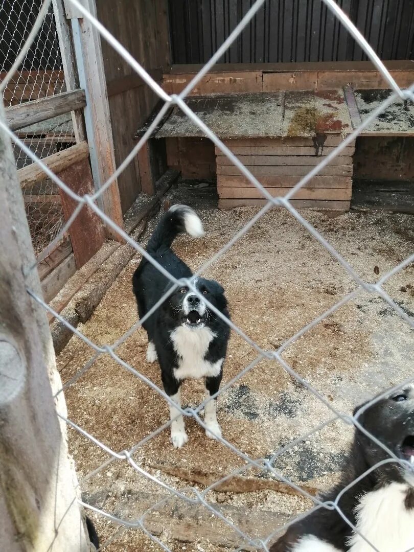 Приют котлас право на жизнь. Приют для животных котлас. котласский приют для животных право на жизнь. приют для животных право на жизнь котлас. котласский приют для животных.
