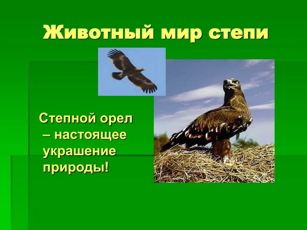 Степной орел сообщение 4. Степной орёл презентация. зона степей степной орел. систематика степного орла. степной орел природная зона обитания.