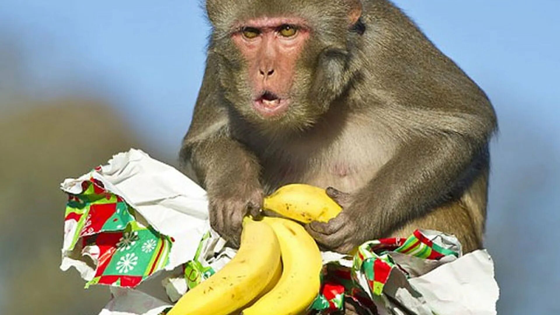Сколько бананов едят обезьяны. Обезьяна с бананом. Обезьяна ест банан. J,tpmzys c ,fyfyyfvb. Макаки с бананами.