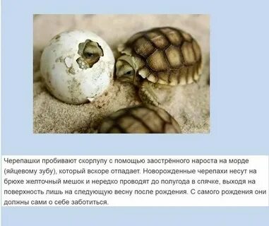 Эмбрион черепахи