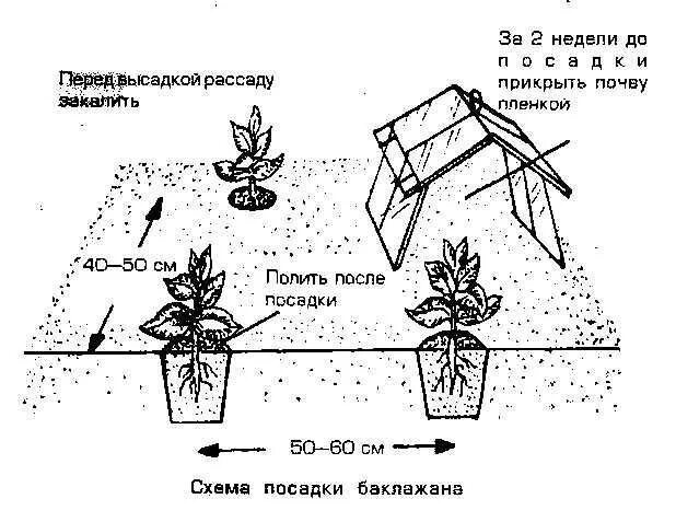 Схема высадки рассады перца в открытый грунт. Схема высадки баклажан в открытый грунт. Схема высадки перца в открытом грунте. Схема посадки рассады баклажанов. На каком расстоянии сажать баклажаны