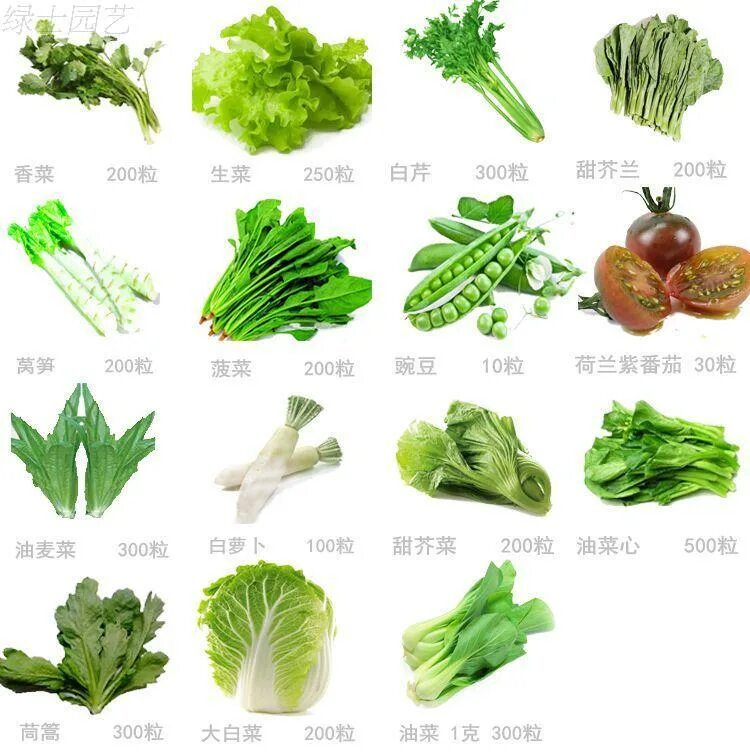 Какие бывают зеленые овощи. Зеленые овощи. Овощи зеленого цвета. Зелёный овощ название. Зелёные фрукты и овощи названия.