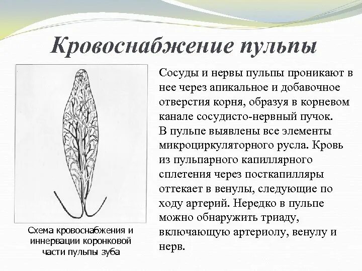 Сосуды пульпы. Кровоснабжение и иннервация пульпы зуба. особенности кровоснабжения пульпы.